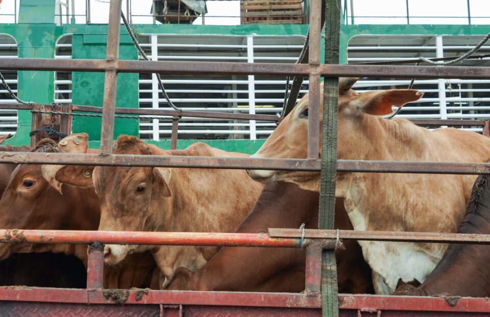PTP Nonpetikemas Handles Unloading of 3,100 Australian Cattle at Tanjung Priok